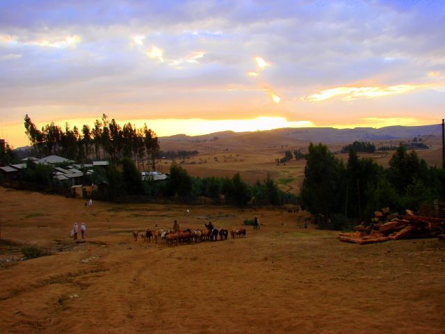 Zdjęcia: Debark, Debark, Stado, ETIOPIA Zdjęcia: Debark, Debark, Stado, ETIOPIA