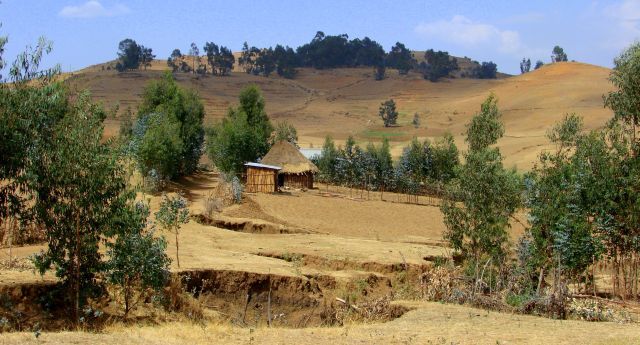 Zdjęcia: Debark, Debark, Domek, ETIOPIA Zdjęcia: Debark, Debark, Domek, ETIOPIA