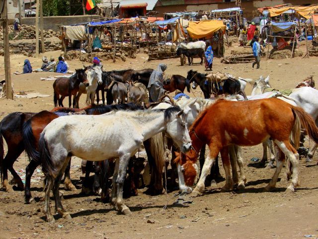 Zdjęcia: Debork, Debork, Targ, ETIOPIA Zdjęcia: Debork, Debork, Targ, ETIOPIA