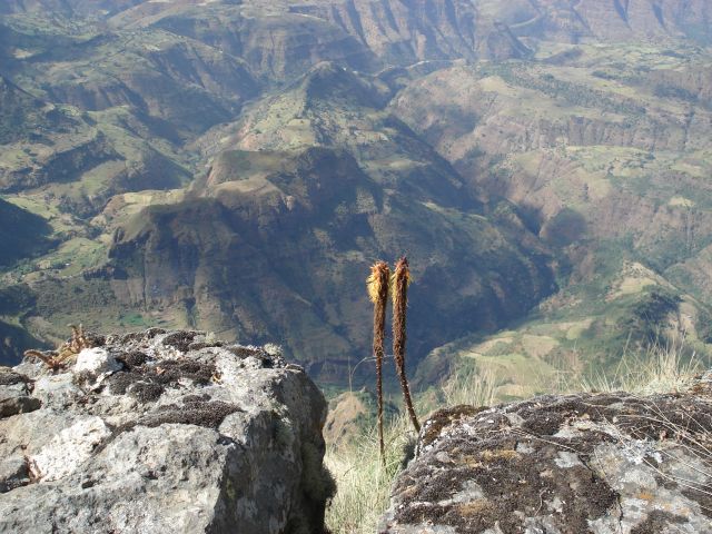 Zdjęcia: szlak Sankaber-Geech/Simien, Amhara, Samotne kwiatki, ETIOPIA Zdjęcia: szlak Sankaber-Geech/Simien, Amhara, Samotne kwiatki, ETIOPIA