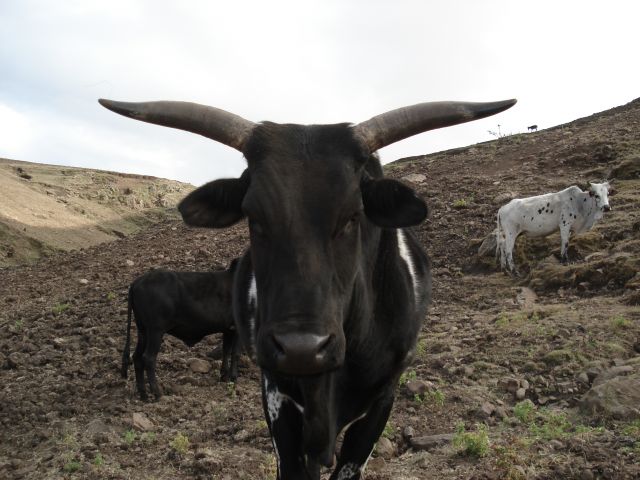 Zdjęcia: droga Sankaber - Geech / Simien, Amhara, Portret, ETIOPIA Zdjęcia: droga Sankaber - Geech / Simien, Amhara, Portret, ETIOPIA
