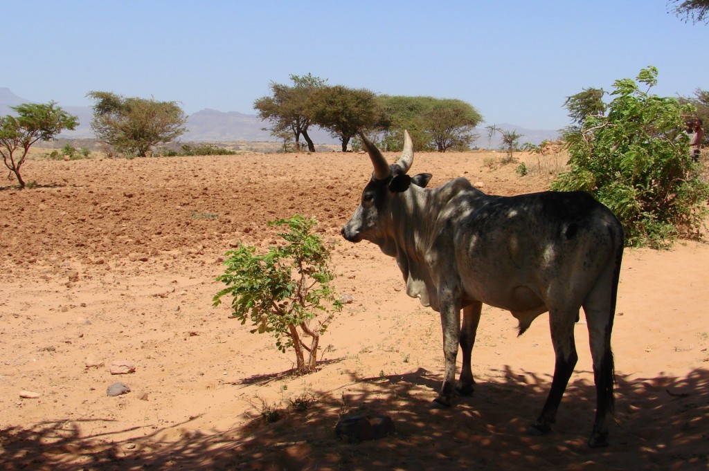 Zdjęcia: Etiopia, Etiopia, W cieniu, ETIOPIA Zdjęcia: Etiopia, Etiopia, W cieniu, ETIOPIA