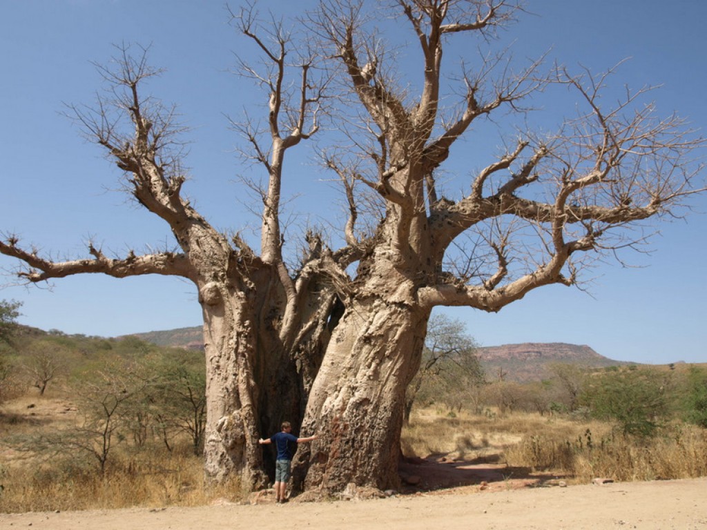 Zdjęcia: Na sawannie, Środkowa Etiopia, Baobab, ETIOPIA Zdjęcia: Na sawannie, Środkowa Etiopia, Baobab, ETIOPIA