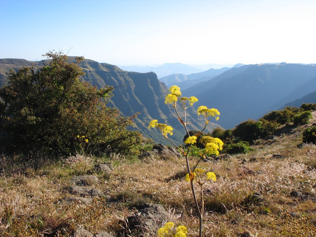 Zdjęcia: Góry Siemen, W górach Siemen, ETIOPIA Zdjęcia: Góry Siemen, W górach Siemen, ETIOPIA