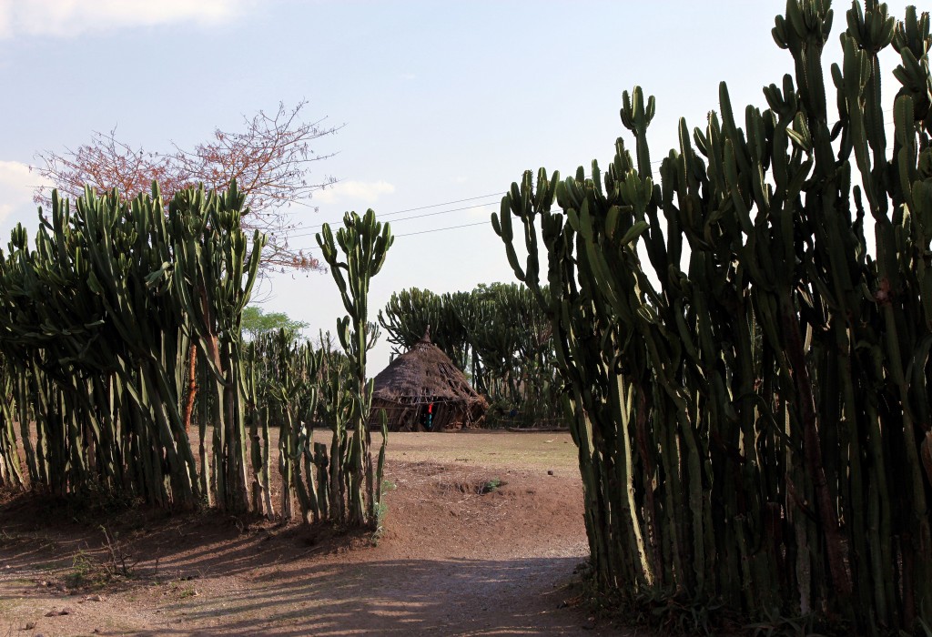Zdjęcia: W drodze do Jinka, Dolina Omo, Kaktusowa zagroda, ETIOPIA Zdjęcia: W drodze do Jinka, Dolina Omo, Kaktusowa zagroda, ETIOPIA
