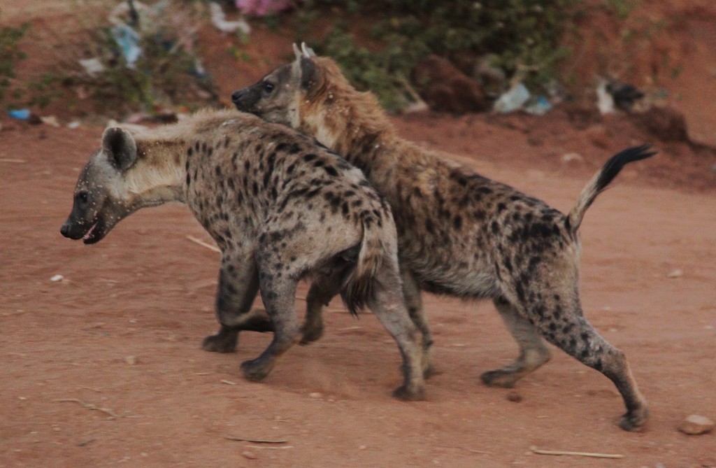 Zdjęcia: Harar, Harari, Hieny, ETIOPIA Zdjęcia: Harar, Harari, Hieny, ETIOPIA