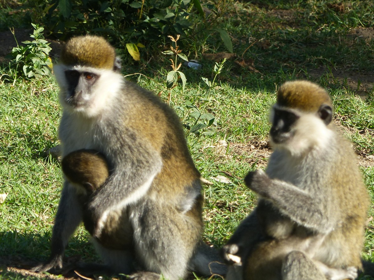 Zdjęcia: Chamo Lake, Dolina Omo, Małpki z parku przy Chamo Lake, ETIOPIA Zdjęcia: Chamo Lake, Dolina Omo, Małpki z parku przy Chamo Lake, ETIOPIA