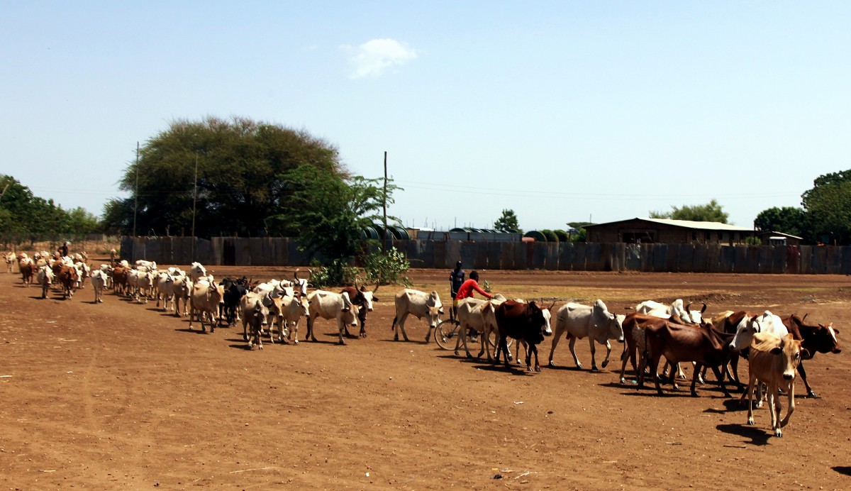 Zdjęcia: Omorate, Dolina Omo, Uwaga krowy, ETIOPIA Zdjęcia: Omorate, Dolina Omo, Uwaga krowy, ETIOPIA