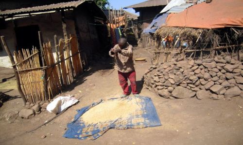 Zdjcie ETIOPIA / Pn. Etiopia / Lalibela / Suszenia ziarna