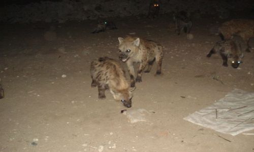 Zdjecie ETIOPIA / Harari / Harar / Hieny po karmieniu