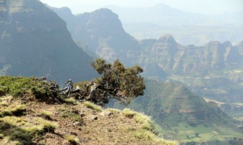 Zdjecie ETIOPIA / Park Narodowy Siemien / Park Narodowy Siemien / Gry Siemien