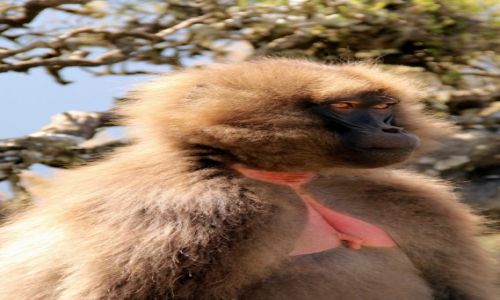 Zdjecie ETIOPIA / Gry Siemen / Gry Siemen / mama Babun