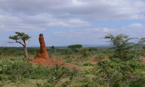 Zdjecie ETIOPIA / Yabello / Goba / Termitiera