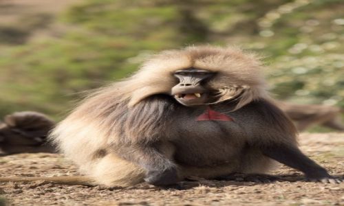 Zdjecie ETIOPIA / Simien Mountains / gdzie na polanie / Samiec gelada babun