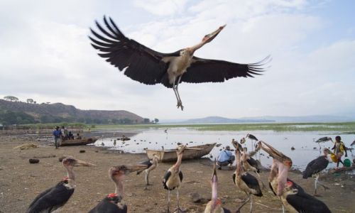 Zdjecie ETIOPIA / Awassa / Awassa / Pora karmienia