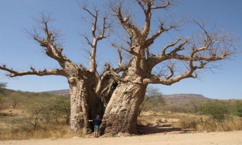 Zdjcie ETIOPIA / rodkowa Etiopia / Na sawannie / Baobab