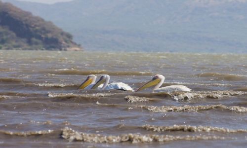 Zdjecie ETIOPIA / Chamo Lake / Chamo lake / Przyjaciele