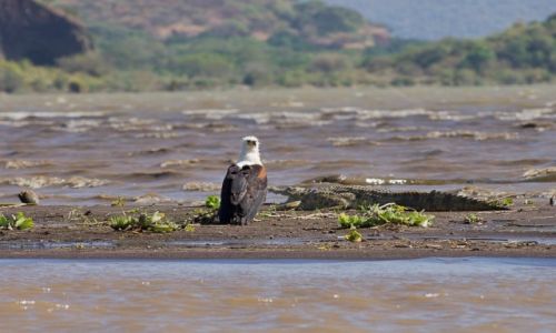 Zdjecie ETIOPIA / Chamo Lake / Chamo lake / Te przyjaciele