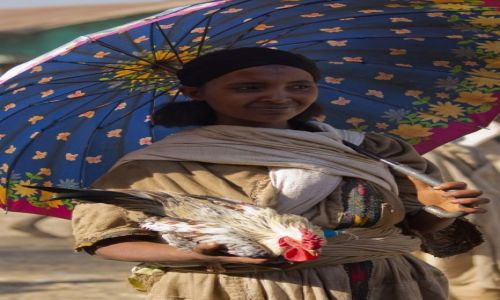 Zdjcie ETIOPIA / na pd od Addis Abeby / targ w miasteczku / Dama z kogutem