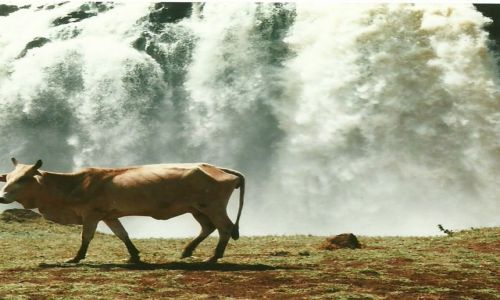 Zdj�cie ETIOPIA / P�n. Etiopia / Tis Abaya / Krowa