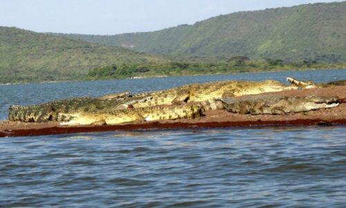 Zdjcie ETIOPIA / - / Jezioro Czamo / Jakie mie zwierzatka!