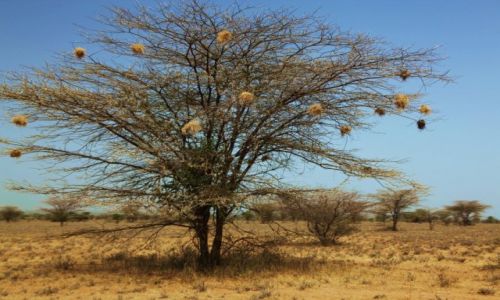 Zdjecie ETIOPIA / Dolina Omo / W drodze do wioski Karo / Osiedla wikaczy