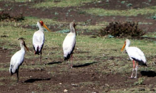 Zdjecie ETIOPIA / Amhara / Debra Sina / abiru, bocian siodlasty