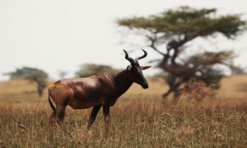 Zdjecie ETIOPIA / Oromia / Senkelle Swayne's Hartebeest Sanctuary / Antylopa Alcelaphus Buselaphus Swayne