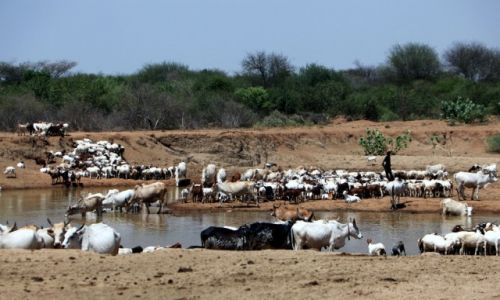 Zdjęcie ETIOPIA / Dolina Omo / W drodze do Demeka / Przy wodopoju