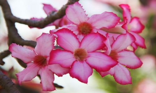 Zdjcie ETIOPIA / Dolina Omo / Turmi / Adenium - ra pustyni
