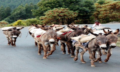 Zdjcie ETIOPIA / Addis Abeba / Wzgrze Entoto  / Transport