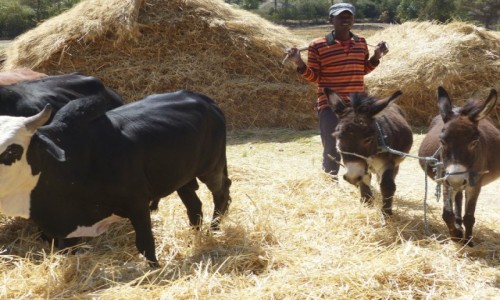 Zdjęcie ETIOPIA / Niedaleko Arba Mynch / Arba Mynch / Etiopia - przydrożna wioska. Młócenie sorgo