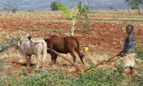 Zdjcie ETIOPIA / DOLINA OMO / Droga / Praca w polu