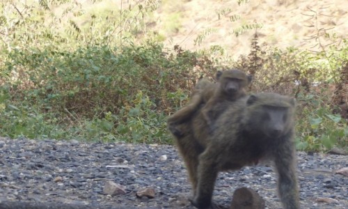 Zdjecie ETIOPIA / Pnoc / Wwz bkitnego Nilu / Mama i dziecko Babun