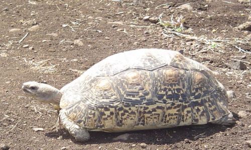 Zdjęcie ETIOPIA / Nechisar / Nechisar NP / Zawalidroga