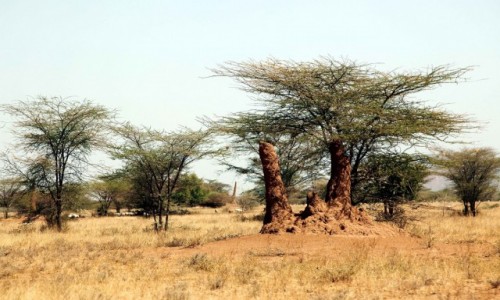 Zdjęcie ETIOPIA / Dolina Omo / Okolice wioski plemienia Nyangatom / Kopce termitów