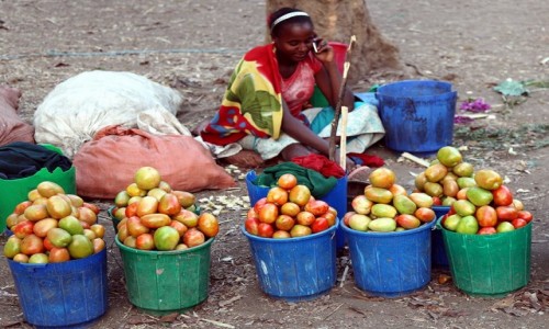 Zdjecie ETIOPIA / Dolina Omo /  W drodze do wioski Dorze  / Sprzedajca pomidory