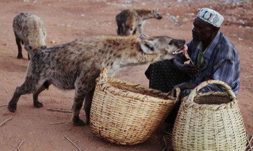 Zdjecie ETIOPIA / Harari / Harar  / Karmiciel hien