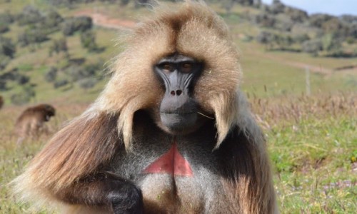 Zdjecie ETIOPIA / Gry Semien / paskowy / Delada