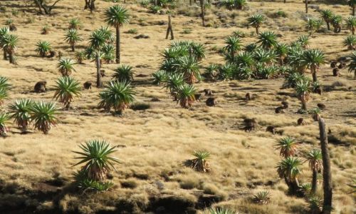 Zdjcie ETIOPIA / Gry Siemen / Siemen Mountains / Stado