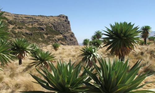 Zdjcie ETIOPIA / Gry Siemen / Siemen Mountains / No, ja wymikaem!