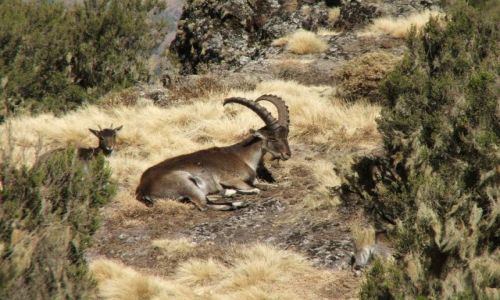 Zdjcie ETIOPIA / Gry Siemen / Siemen Mountains / Ibex- stary cap