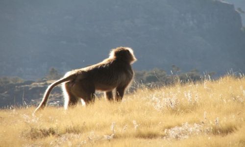 Zdjcie ETIOPIA / Gry Siemen / Siemen Mountains / Zadumany