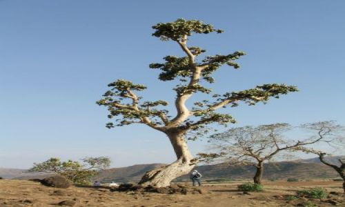 Zdjcie ETIOPIA / Bahir Dar / Bahir Dar / Drzewo