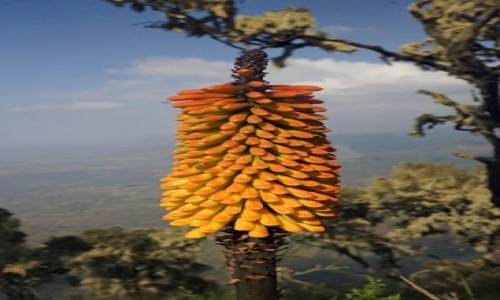 Zdjcie ETIOPIA / Amhara  / Gry Simien / 2,Stroiczka wstydlinu przez miejscowych zwane ponc pochodni