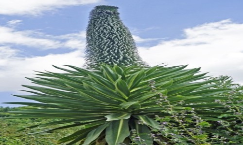 ETIOPIA / Etiopia PN / Góry Simien / 26,Lobelia- ozdoba stoków Simien