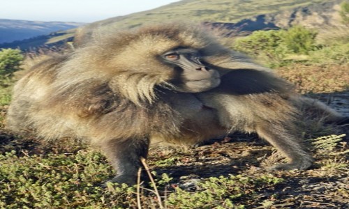 ETIOPIA / Etiopia PN / Góry Simien / 31,Dżelady