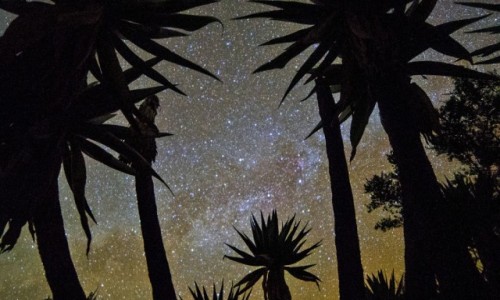 ETIOPIA / Etiopia PN / Góry Simien / 43,Plejady gwiazd, prześwitujące przez szerokie pióropusze senecio.