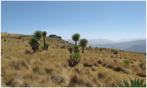 Zdjcie ETIOPIA / Gry Siemen / jw / Siemen Mts National Park