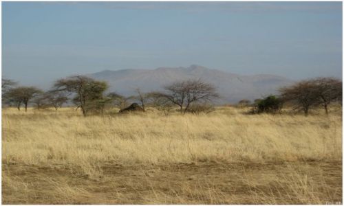 Zdjecie ETIOPIA / Etiopia centralna / okolice Awash / Awash National Park